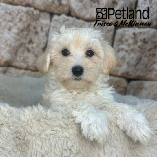 [#26238-01] M Maltipoo Puppies for Sale