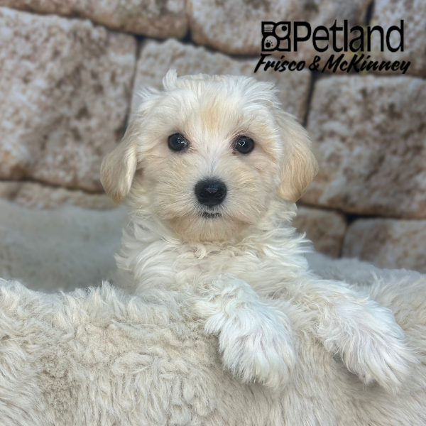 Maltipoo in Dallas, TX