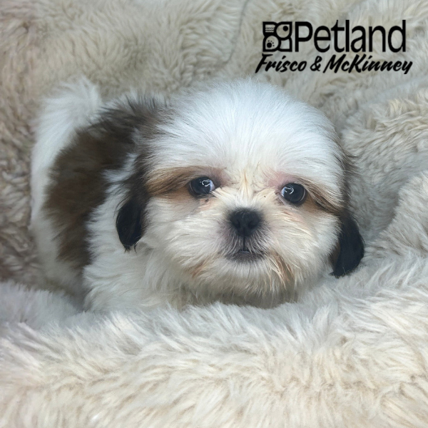 Shih Tzu in Aubrey, TX