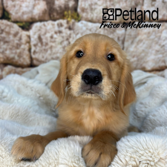 [#26237-05] Dark Golden M Golden Retriever Puppies for Sale