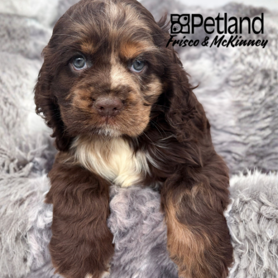[#2650-01] Chocolate M Cocker Spaniel Puppies for Sale
