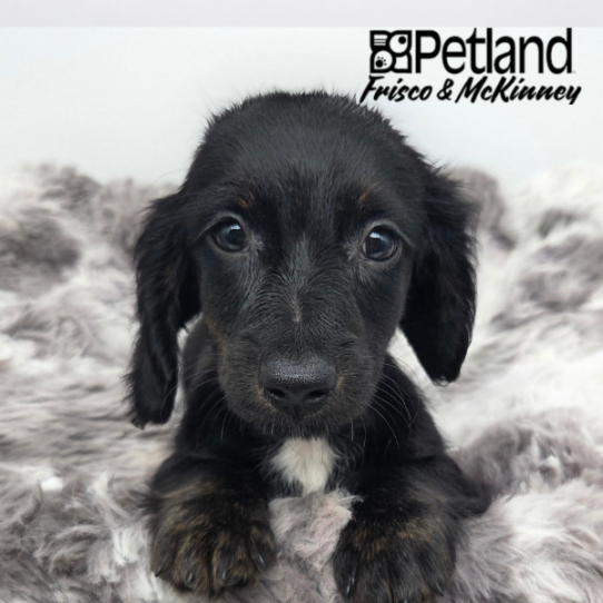 [#N05044] Black and Tan M Dachshund Puppies for Sale