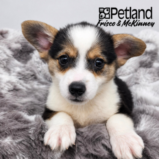 [#N04974] Black and White M Pembroke Welsh Corgi Puppies for Sale