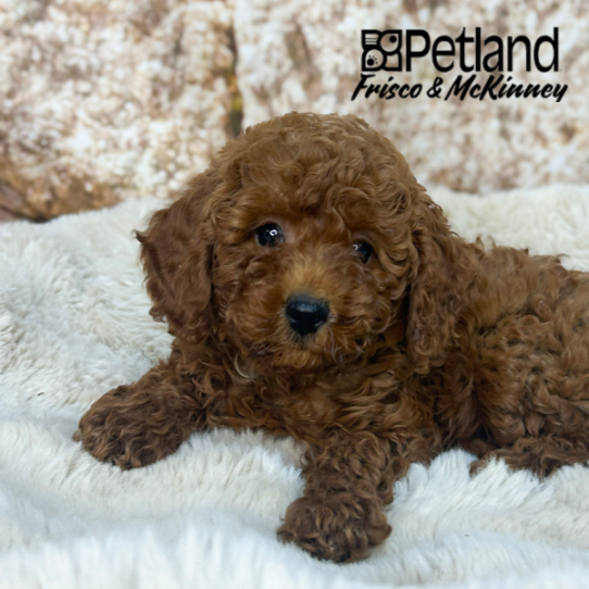 Miniature Poodle