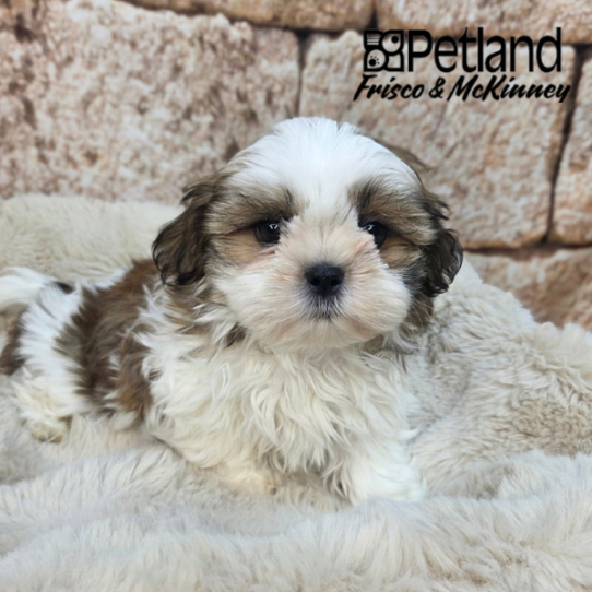 [#N04280] Red and White F Shih Tzu Puppies for Sale