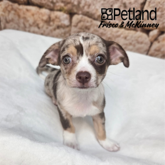 [#26972-02] Chocolate Merle F Chihuahua Puppies for Sale