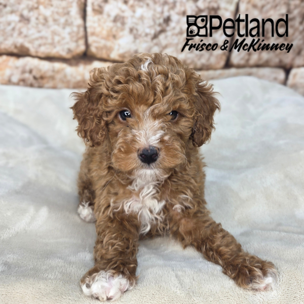 Miniature Poodle in Princeton, TX
