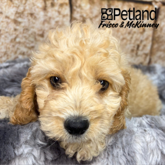 [#N05485] Apricot M Cockapoo Puppies for Sale