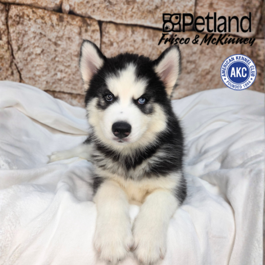 [#N04688] Black Grey and White M Siberian Husky Puppies for Sale