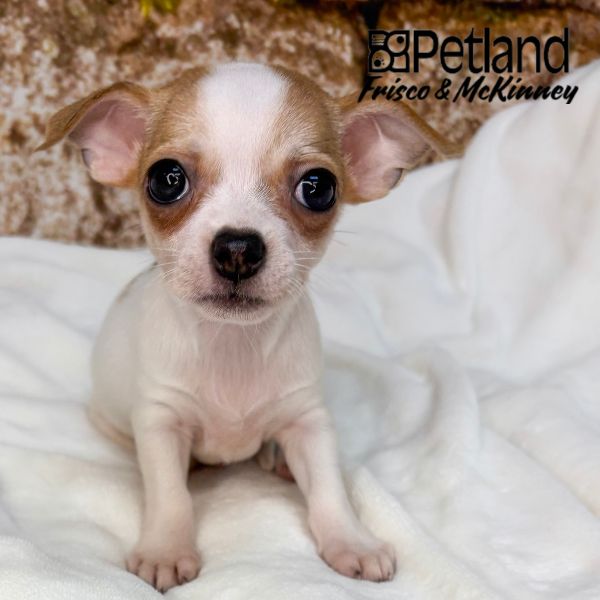 Chihuahua in Aubrey, TX