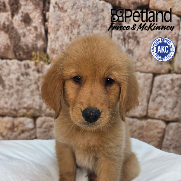 Golden Retriever in Aubrey, TX