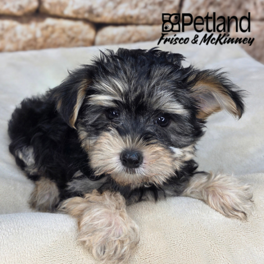 [#26250-01] M Morkie Puppies for Sale