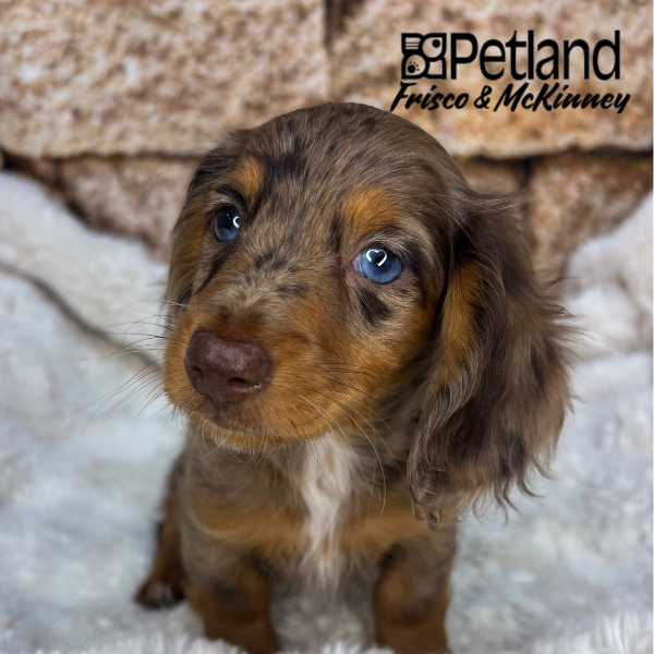 Miniature Dachshund in Allen, TX
