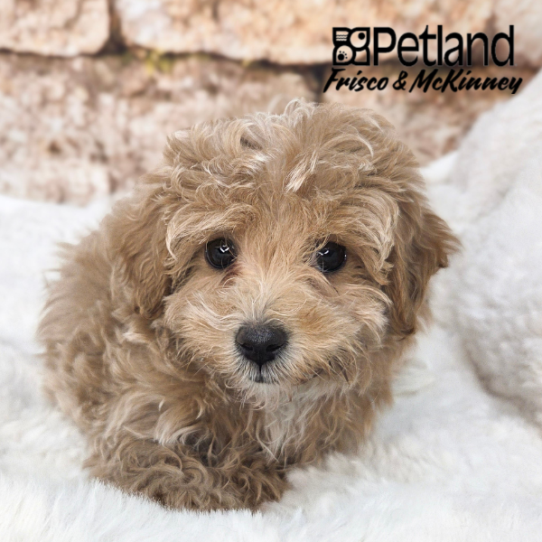 [#2692-03] Apricot F Maltipoo Puppies for Sale