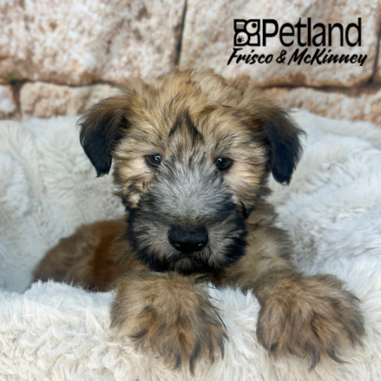 [#261749-02] Wheaten M Soft Coated Wheaten Terrier Puppies for Sale