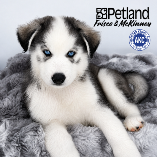 [#N05050] Grey and White M Siberian Husky Puppies for Sale