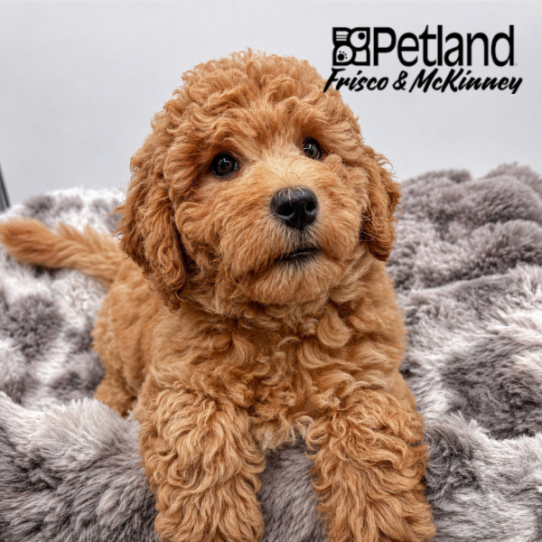 [#2612-02] Red F Hybrid Puppies for Sale