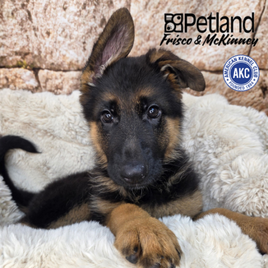 [#N03481] Black and Tan F German Shepherd Puppies for Sale