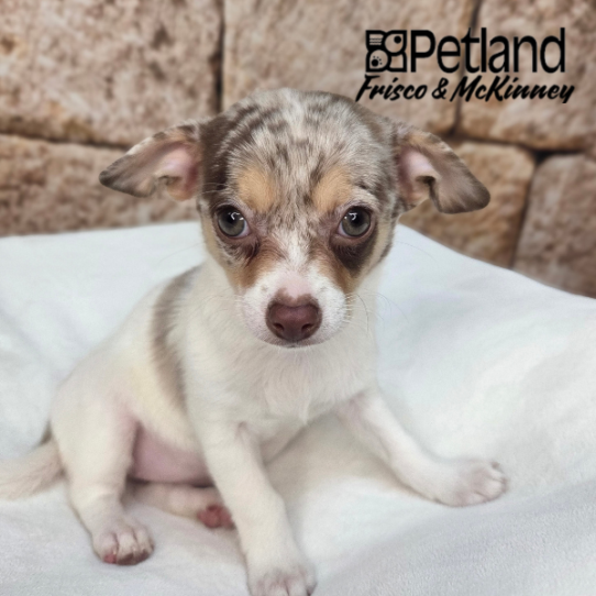[#26972-05] Chocolate Merle F Chihuahua Puppies for Sale