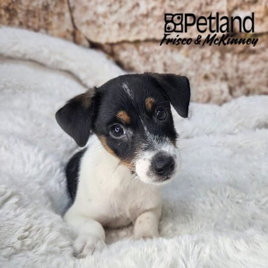 [#2667-06] Black / White F Jack Russell Terrier Puppies for Sale