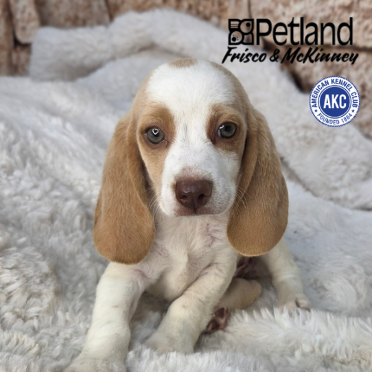[#N07316] Lemon and White M Beagle Puppies for Sale
