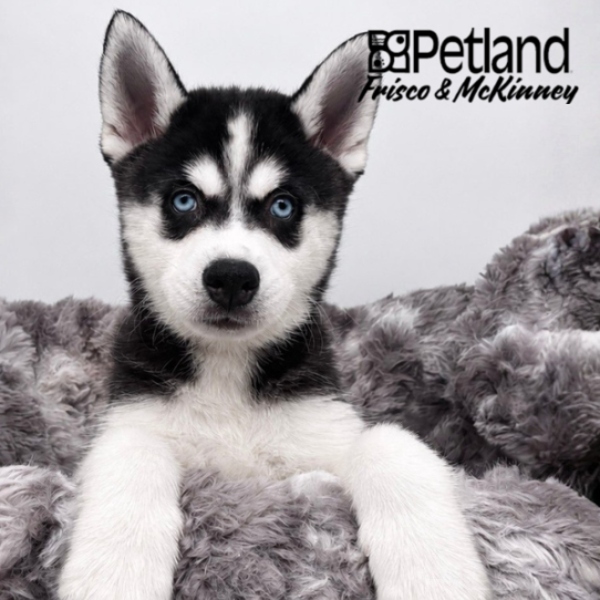 [#26193-01] Black White / Tan M Alaskan Klee Kai Puppies for Sale