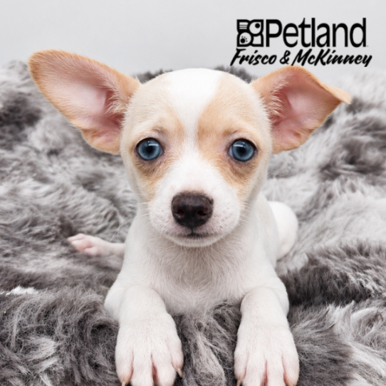 [#262179-04] White F Chihuahua Puppies for Sale