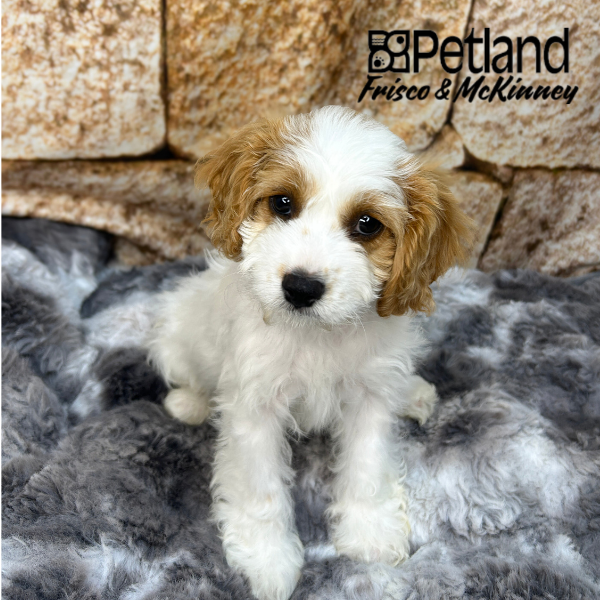Cavapoo in Dallas, TX