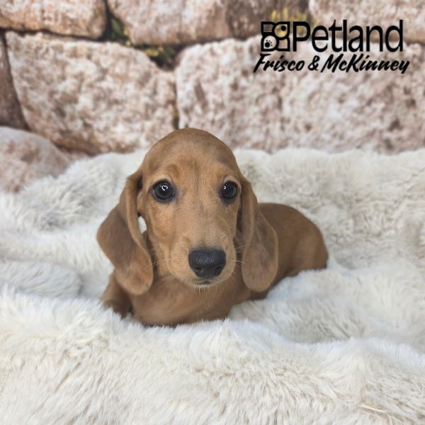 Miniature Dachshund in Plano, TX