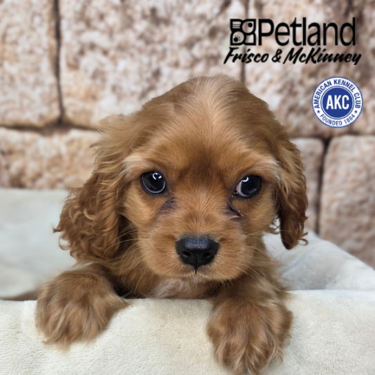 [#2666-01] Ruby M Cavalier King Charles Spaniel Puppies for Sale