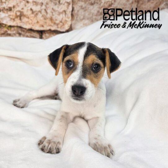 [#N05446] White Black and Tan F Jack Russell Terrier Puppies for Sale