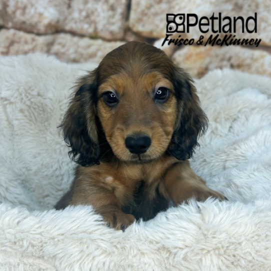 [#2641-02] Red M Dachshund Puppies for Sale