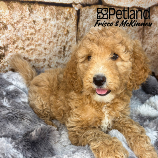 [#2612-03] Red F Hybrid Puppies for Sale