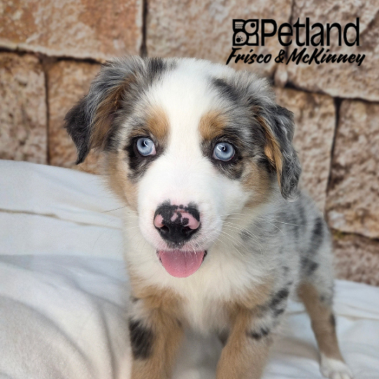 [#N05348] Blue Merle White and Tan M Miniature Australian Shepherd Puppies for Sale