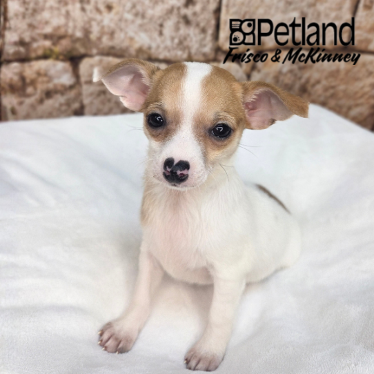 [#N03956] Red and White F Chihuahua Puppies for Sale