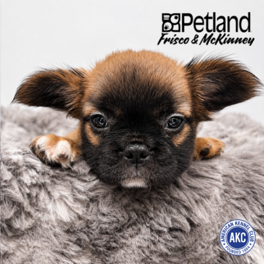 [#N05075] Red M French Bulldog Puppies for Sale