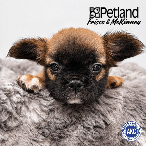 French Bulldog in Dallas, TX