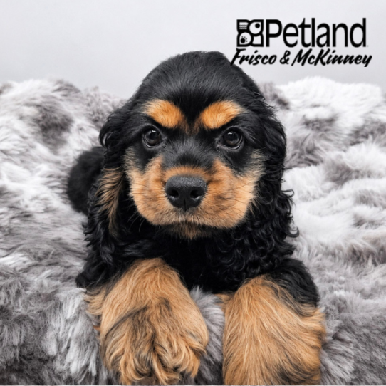 [#262166-01] Black / Tan F Cocker Spaniel Puppies for Sale