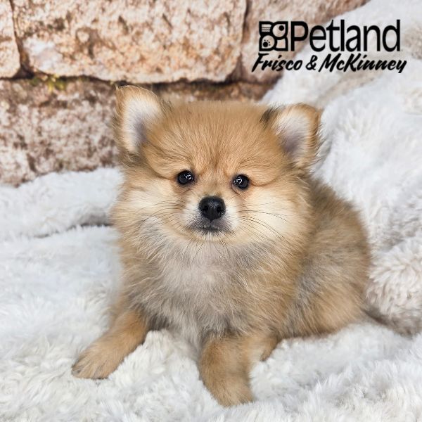 Pomeranian in Little Elm, TX