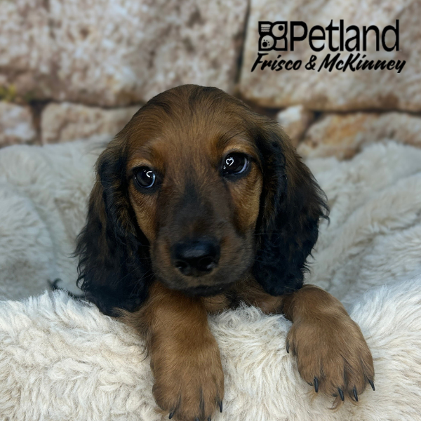 Miniature Dachshund in Dallas, TX