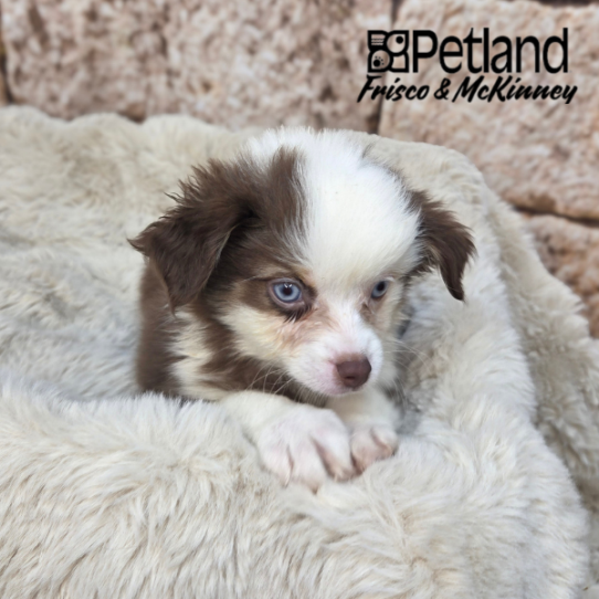 [#N03913] Red and White F Miniature Australian Shepherd Puppies for Sale