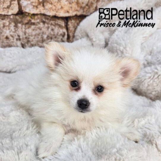 [#N04731] White M Pomeranian Puppies for Sale