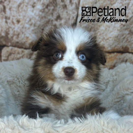 [#N04391] Red F Australian Shepherd Puppies for Sale