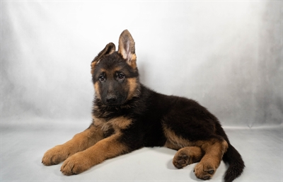 [#N03481] Black and Tan F German Shepherd Puppies for Sale