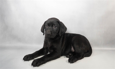 [#N03869] Black M Labrador Retriever Puppies for Sale