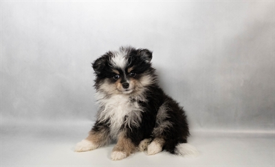 [#N03879] Black and Tan F Pomeranian Puppies for Sale