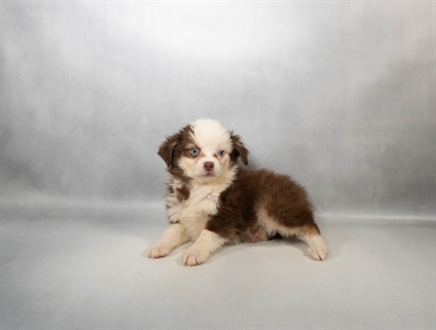 [#N03913] Red and White F Miniature Australian Shepherd Puppies for Sale
