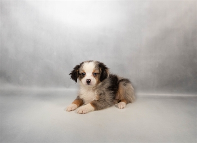 [#N03915] Blue Merle and White M Miniature Australian Shepherd Puppies for Sale