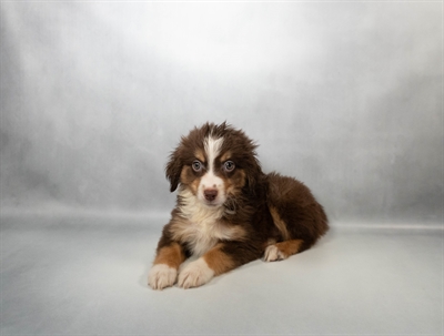 [#N03930] Red and Tan F Toy Australian Shepherd Puppies for Sale