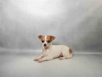 [#N03956] Red and White F Chihuahua Puppies for Sale